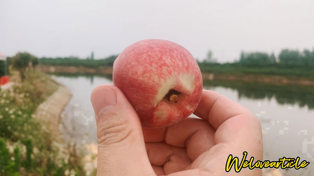 观音脸桃子2024年雨水少，偏小