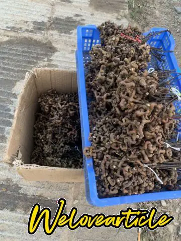 拐枣购买地：郝堂上市月份：10月的最好，天冷的时候，往前太涩了，往后就枯了口感：甜中有酸，酸后苦涩