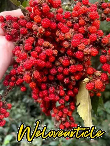 托盘购买地：鸡公山风景区附近，上市月份：秋天，口感：甜中带酸，备注：这个酸度超过草莓，全部打成汁，非常好喝！