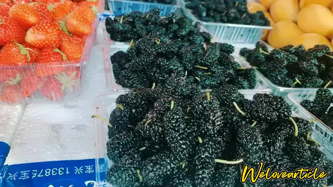 桑葚郝堂有种植基地