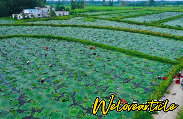 光山县北向店何寨村水中人参芡实占610亩