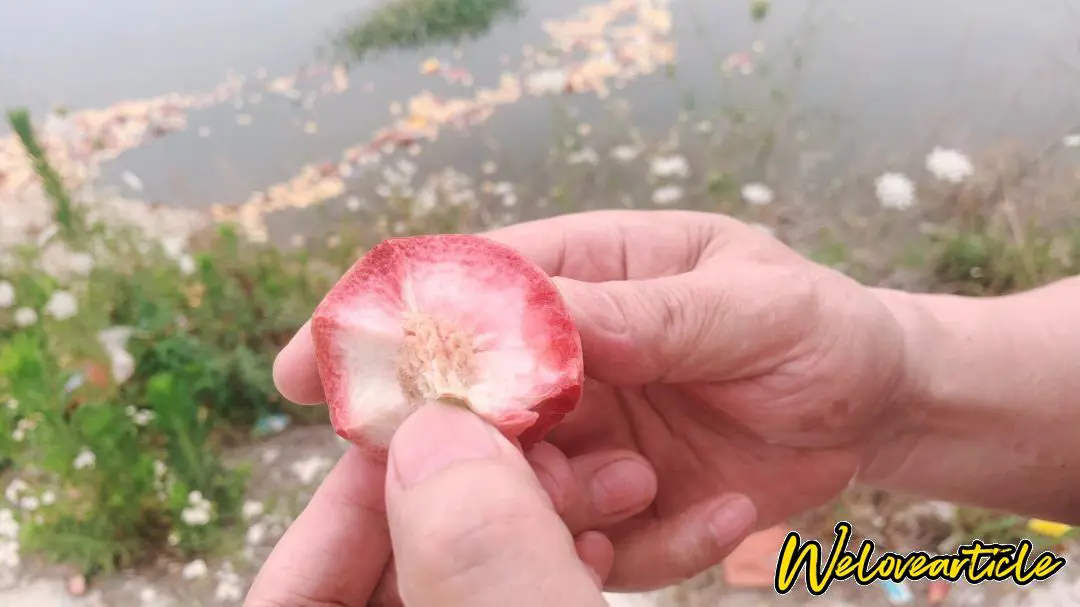 观音脸桃子内核